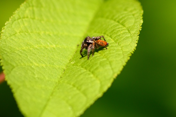 Carrhotus xanthogramma